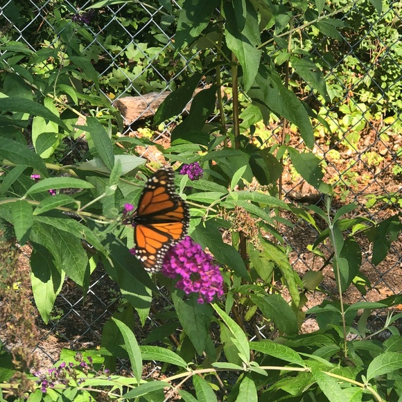 Meet your Posher, Theresa - Picture 4 of 4